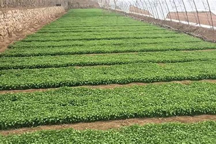 辣椒苗期用赤霉酸兑多少合适