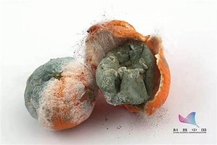 烂水果烂菜怎么做肥