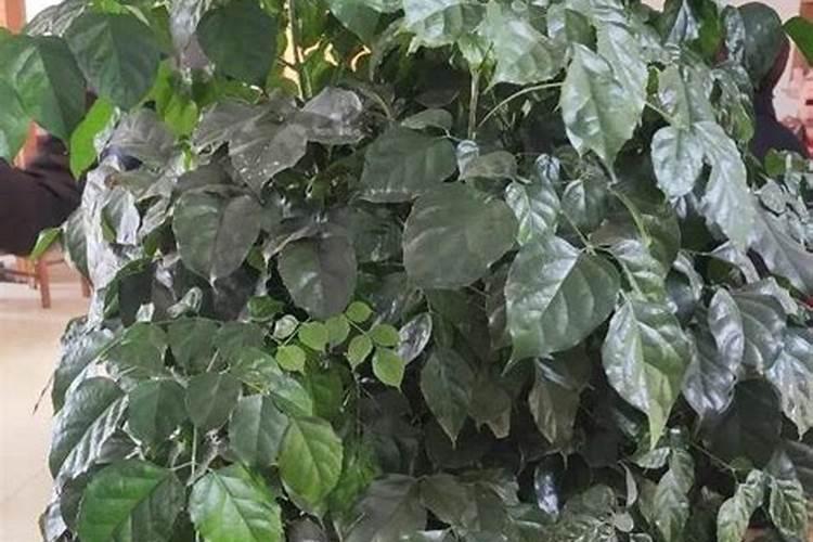 幸福树换盆方法和注意事项