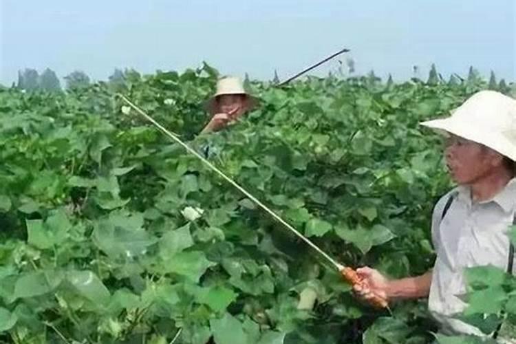 百香果施什么肥挂果多