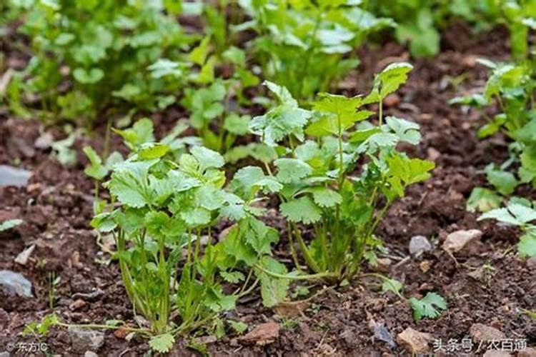 香菜喷什么叶面肥长得快 香菜喷什么叶面肥才能长得快