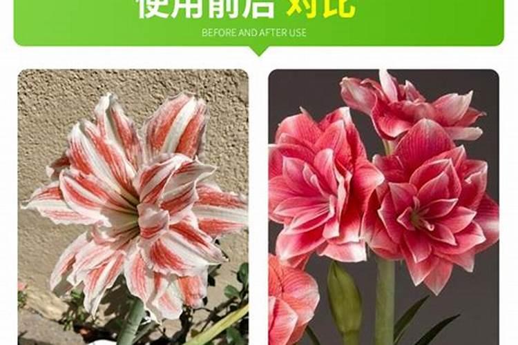 朱顶红用什么肥料最好花卉百科