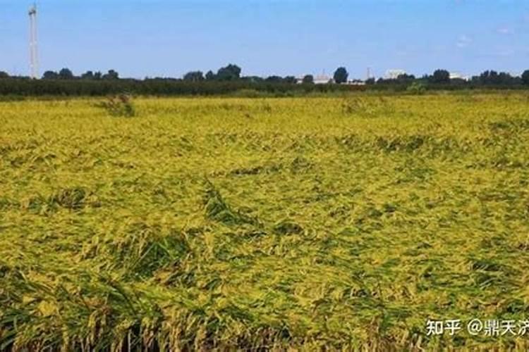 益施秋实中量元素水溶肥用量是多少