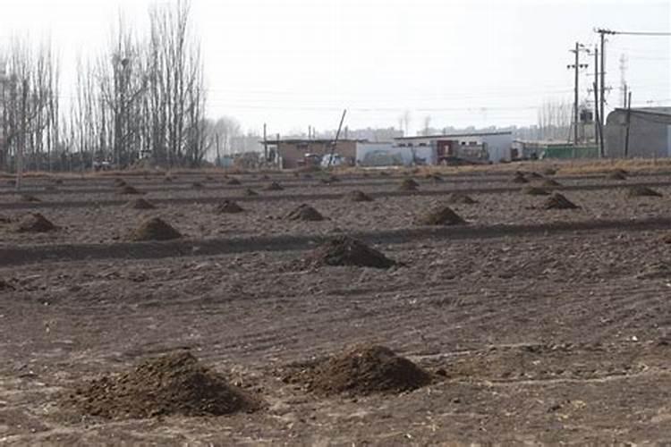 盐碱地用什么肥料好