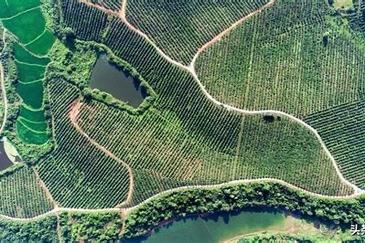 荷兰豆用什么肥才能获得高产