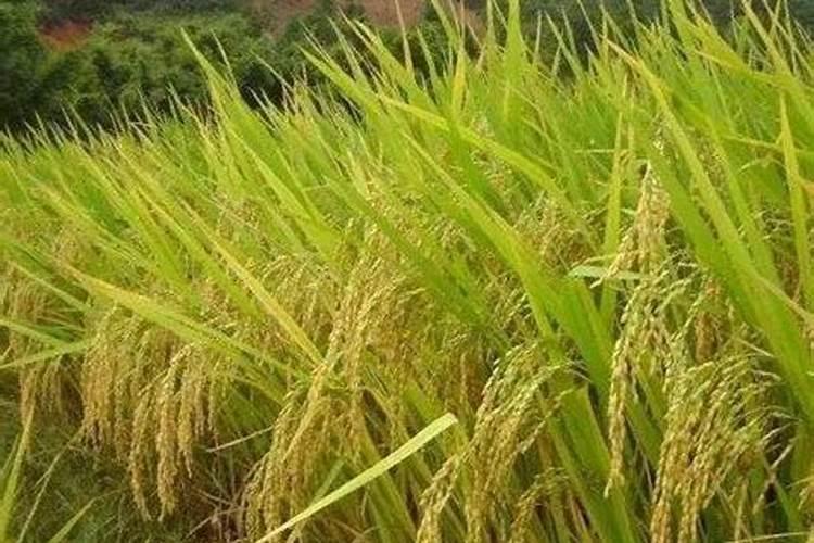 水溶肥是什么肥料 水溶性肥料的优缺点有哪些