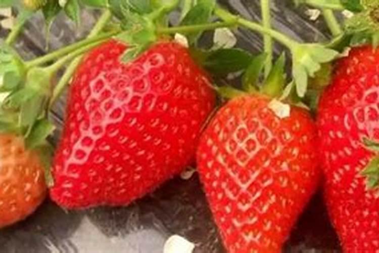 草莓怎么施肥和浇水