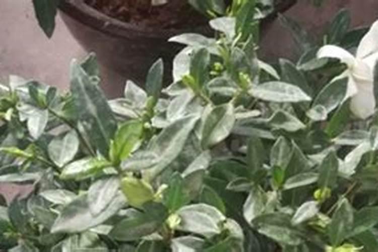 非洲茉莉怎么养