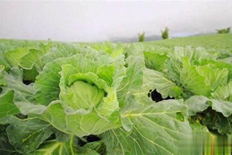 白菜喷什么叶面肥长得快