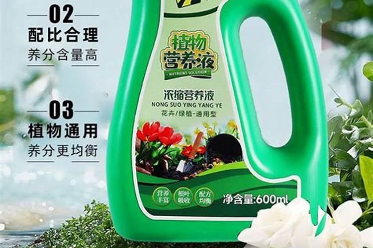 花树什么时候施肥最好