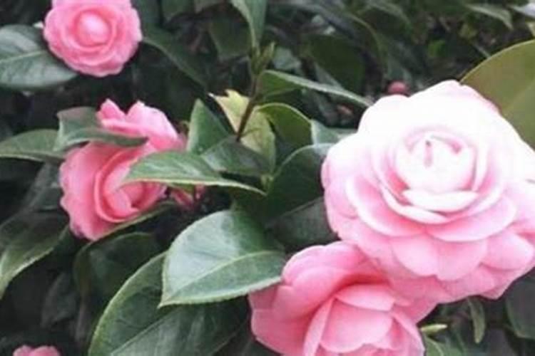 茶花的施肥方法是什么？