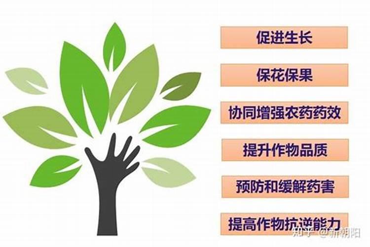 芸苔素使用技巧