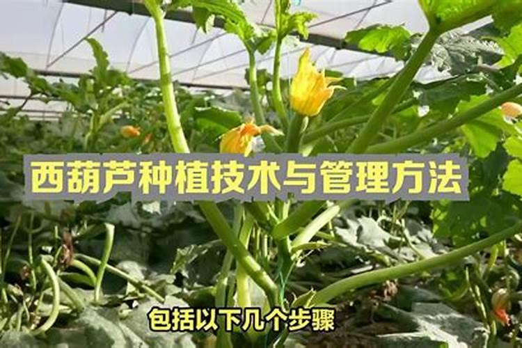 西葫芦种植如何控旺？老菜农说这四点是关键!