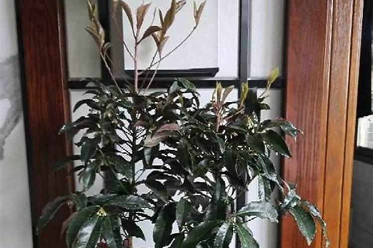 腰缠万贯花卉的管理和修剪 腰缠万贯花卉的管理