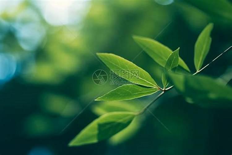 盆景树桩放什么肥料能枝繁叶荗