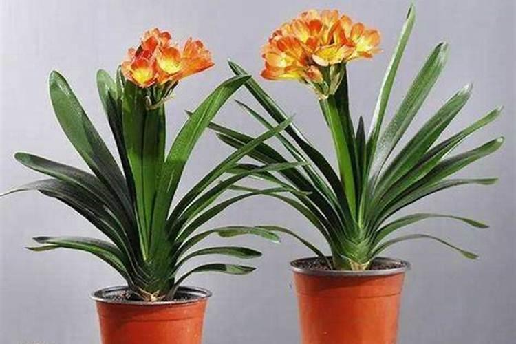 君子兰花需要上啥肥