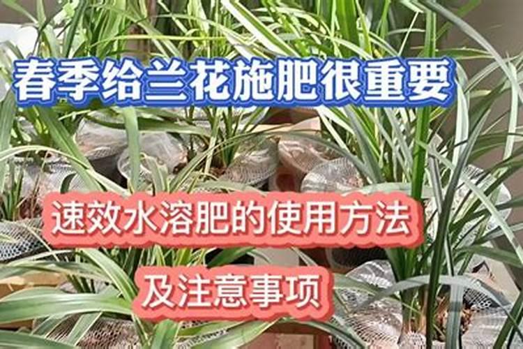 多肉徒长如何操作快速成老桩