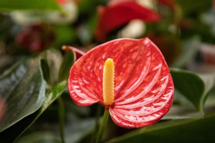 红掌施什么肥好