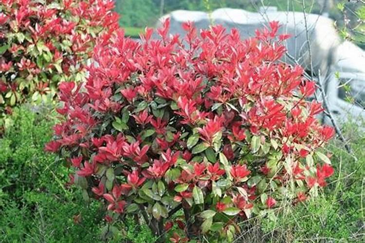 红叶石楠怎样种植成活率高