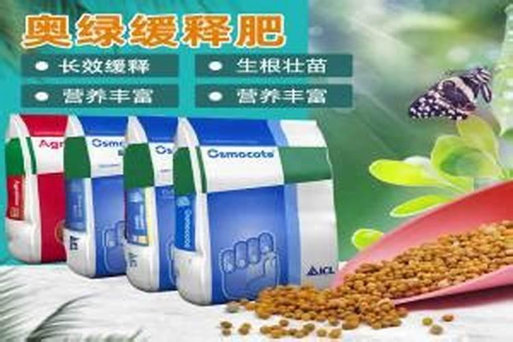 绿萝要施什么肥