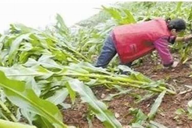 植物磷肥过量叶片特征 对植物生长的影响