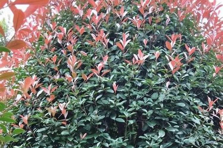 红叶石楠盆栽之后浇水施肥要注意哪些事情