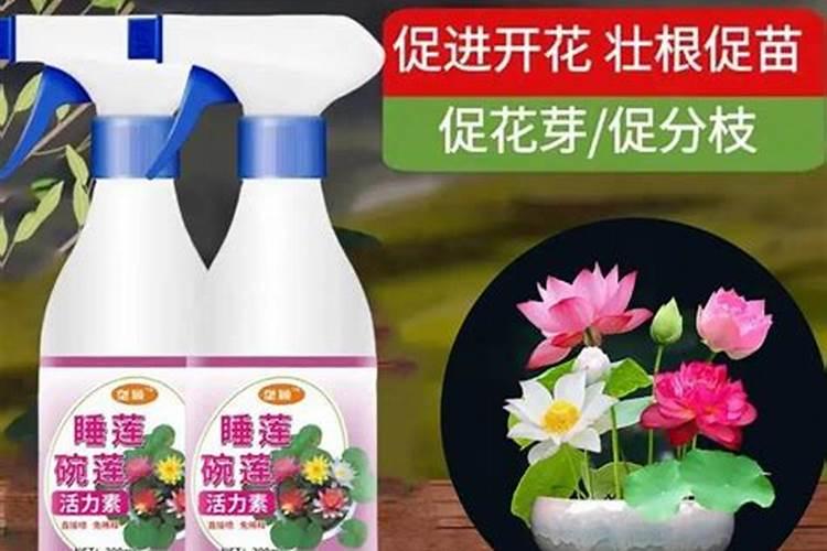 水培铜钱草施什么肥