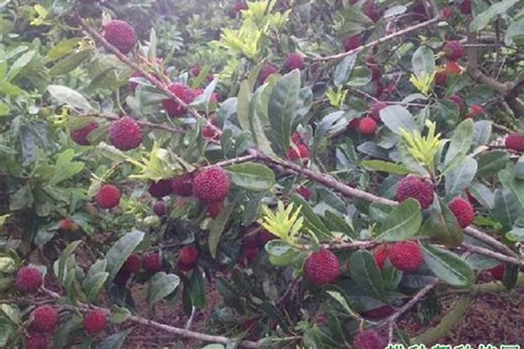 杨梅树最佳施肥时间 杨梅树什么时候施肥