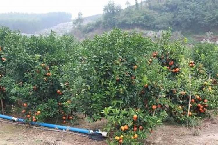 沃柑用什么肥料最好