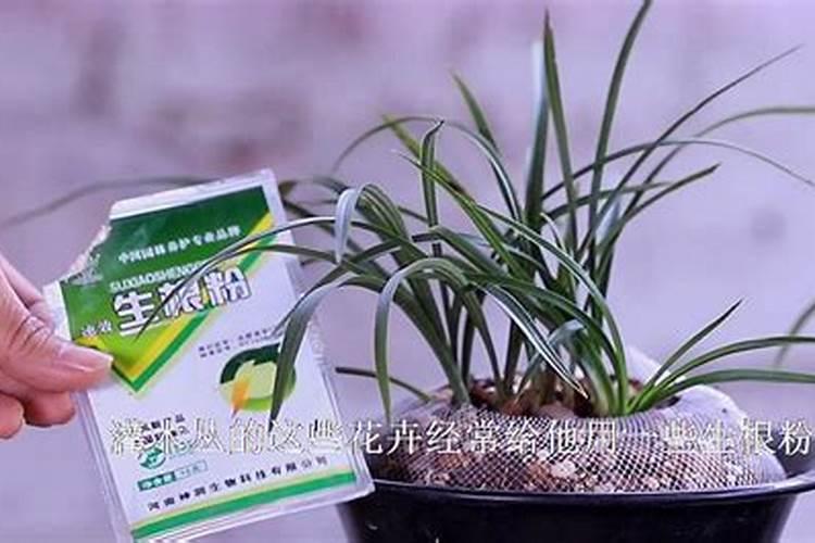 兰花可以用豆饼肥吗,怎样给兰花施饼肥