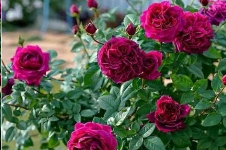 月季花冬季如何施肥效果最好