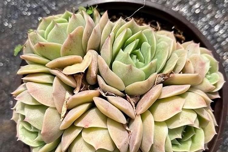 盆栽多肉植物施什么肥