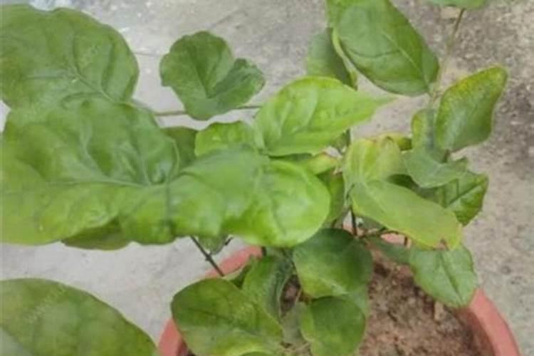 茉莉花夏天的养殖方法和注意事项
