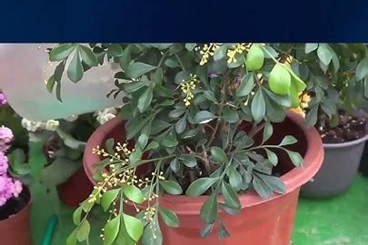 养花只浇水,就是“瞎胡闹”,认清6种肥,养一万盆花,都爆盆