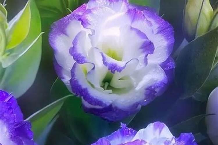 洋桔梗上盆时间与养护方法