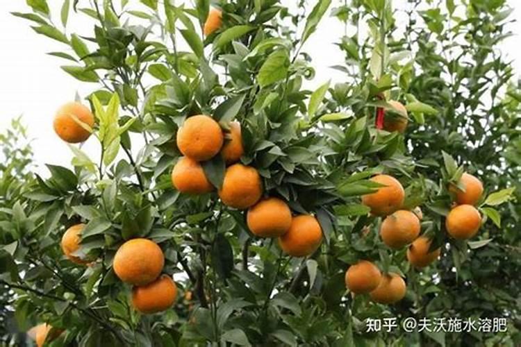 柑橘移植后怎么管理？柑橘树施什么肥好？