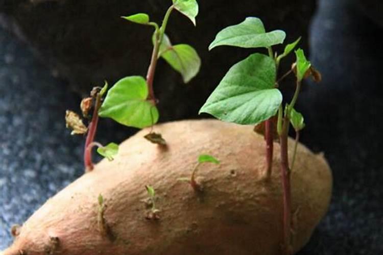 红薯最怕什么肥料