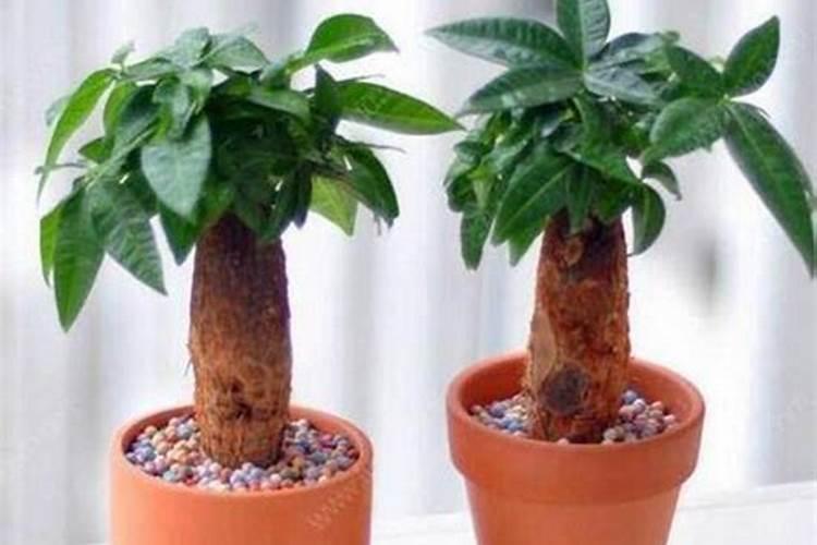 发财树如何施肥