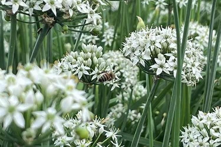 韭菜三不割是什么时候