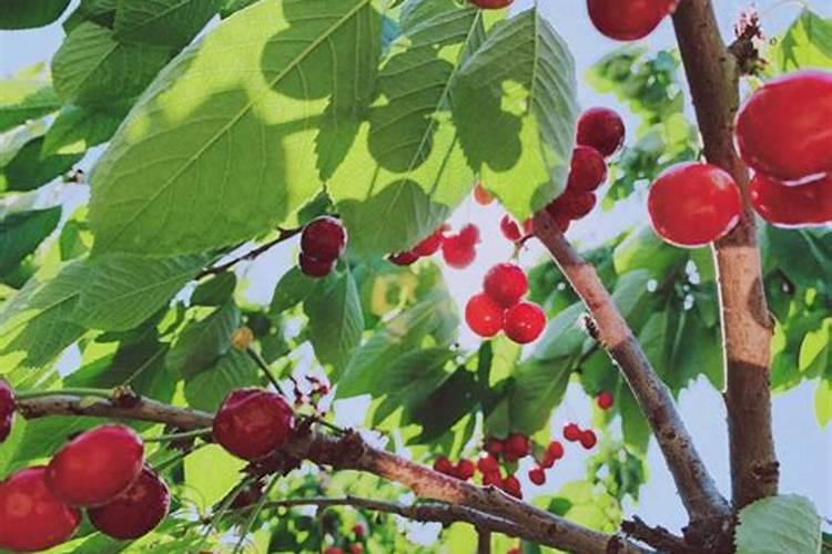 樱桃什么季节施肥最好