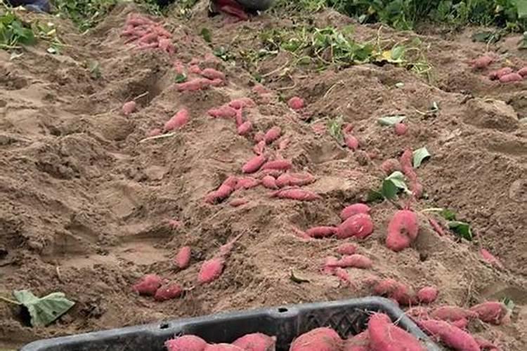 红薯三个时期的施肥方法