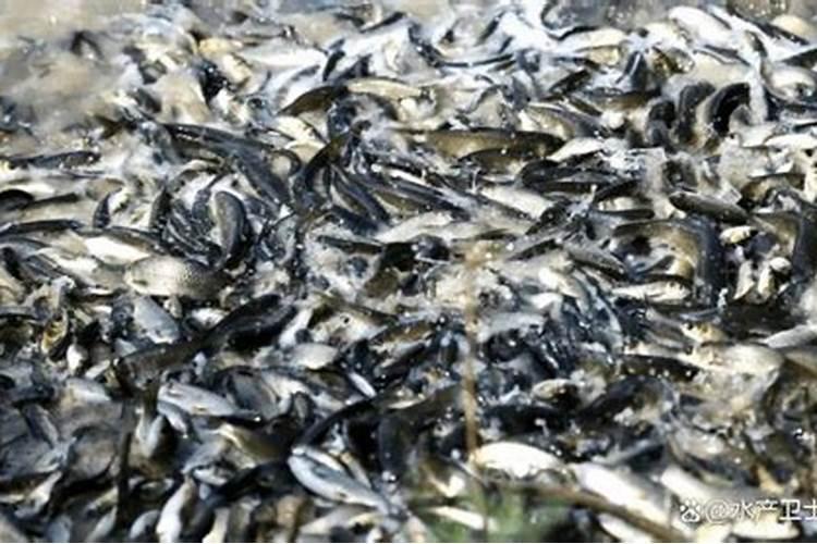 用什么化肥养鱼