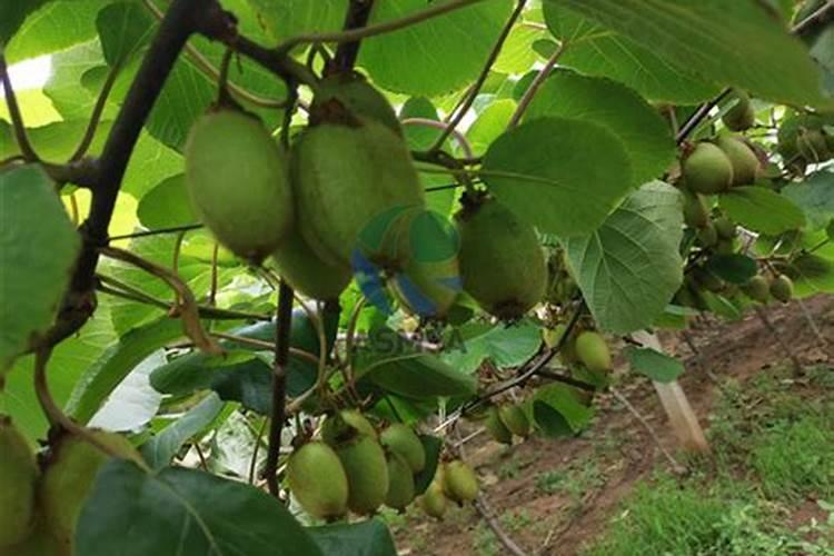 猕猴桃什么时候施肥,猕猴桃施肥技术