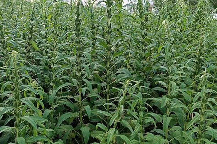 芝麻花期用什么叶面肥较好