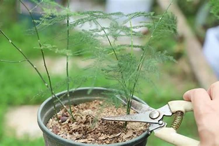 文竹秋天可以换盆吗 文竹换盆注意这几点