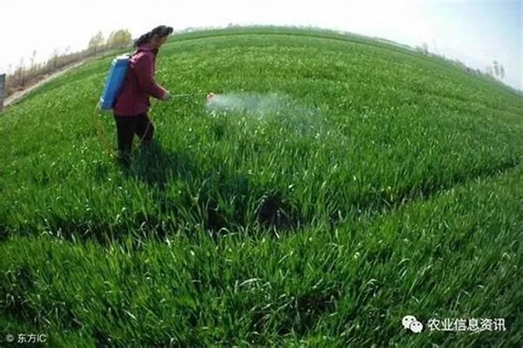 尿素兑水比例多少灌根不烧苗