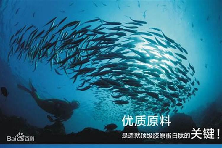 鱼蛋白水溶肥可以浇什么花？