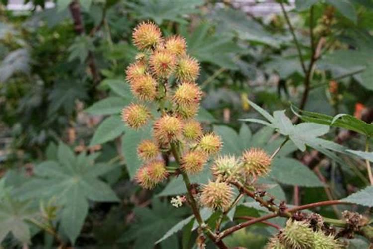 请教养兰高手用做君子兰肥料的(麻子)是蓖麻子吗