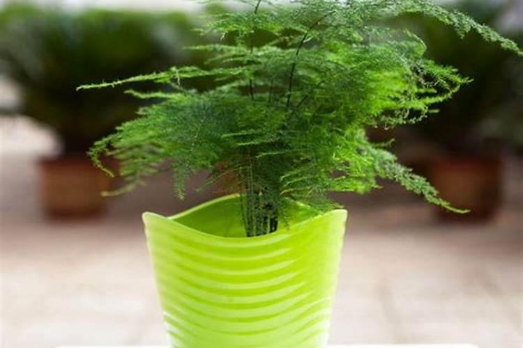 文竹发黄用什么肥料好 文竹叶黄的原因