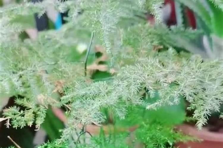 文竹发黄用什么肥料好